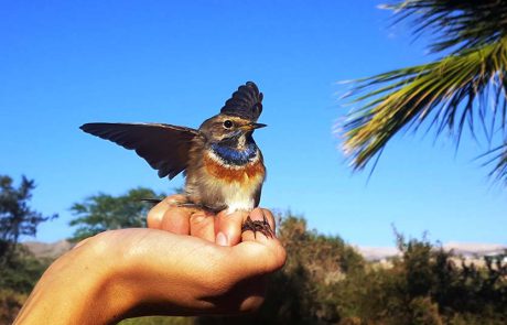 “עפים על הטבע”: הפניניג סוכות בפארק הצפרות אילת