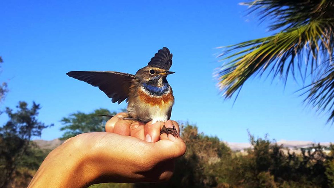 “עפים על הטבע”: הפניניג סוכות בפארק הצפרות אילת