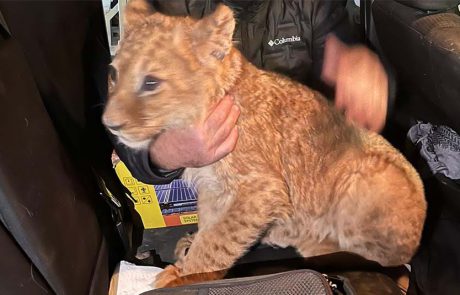 גור האריות המכונה “אבו מאלק” אותר, שוחרר ונלקח לטיפול