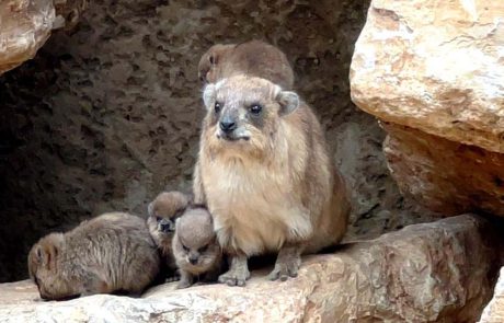 זה ארנבון? זה אוגר? לא! אלו גורים מתוקים של שפני סלע