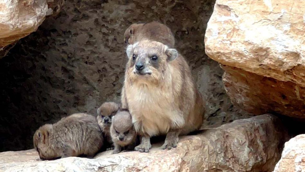 זה ארנבון? זה אוגר? לא! אלו גורים מתוקים של שפני סלע