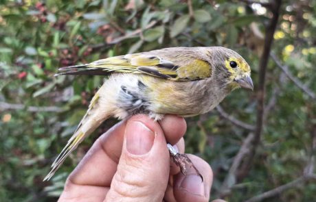 23 ציפורי שיר, חלקן בסכנת הכחדה, הושבו לטבע