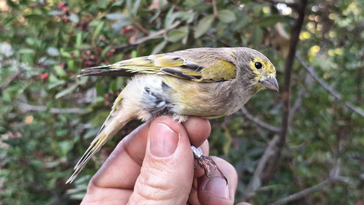23 ציפורי שיר, חלקן בסכנת הכחדה, הושבו לטבע