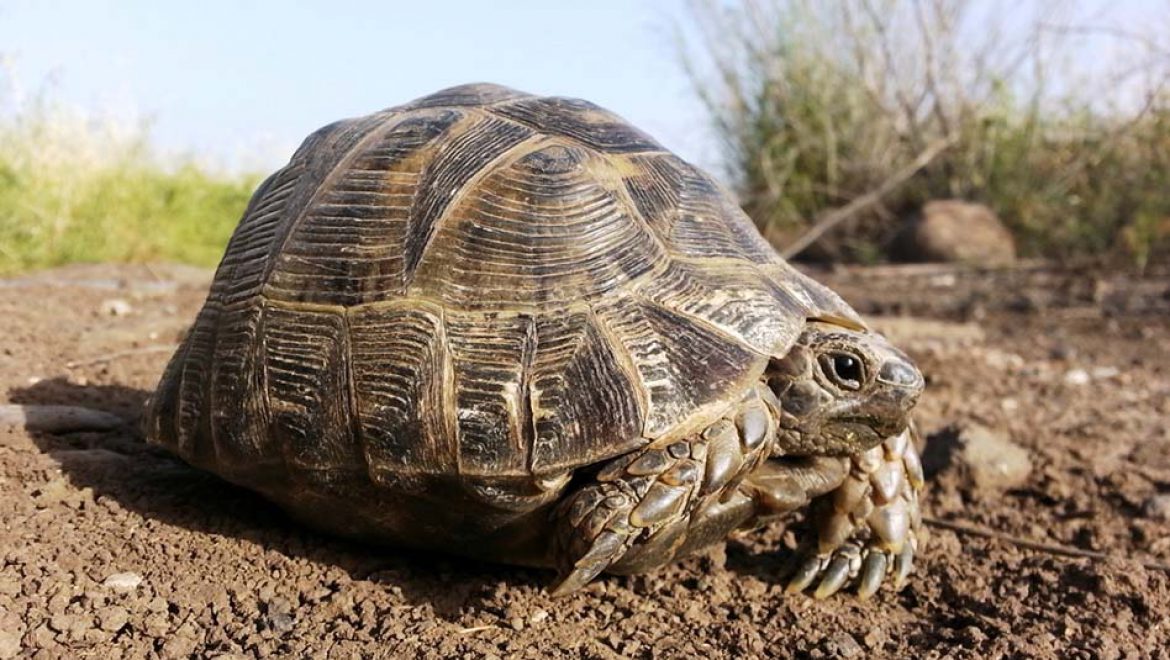 דיור מוגן: נא להכיר את צב היבשה המצוי