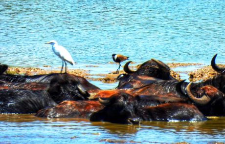 סופ”ש בין טיולים ללוויתנים
