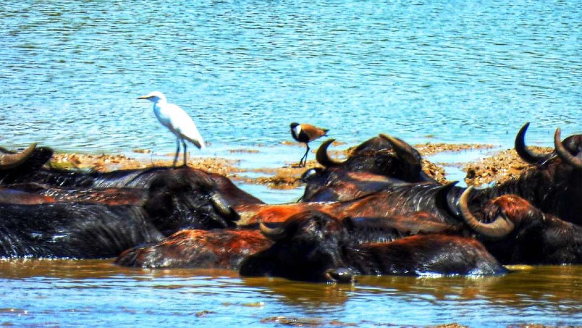 סופ”ש בין טיולים ללוויתנים