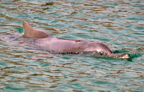 דולפינה מהמין דולפין מגובנן נראתה בחוף הצפוני בלגונת השלום