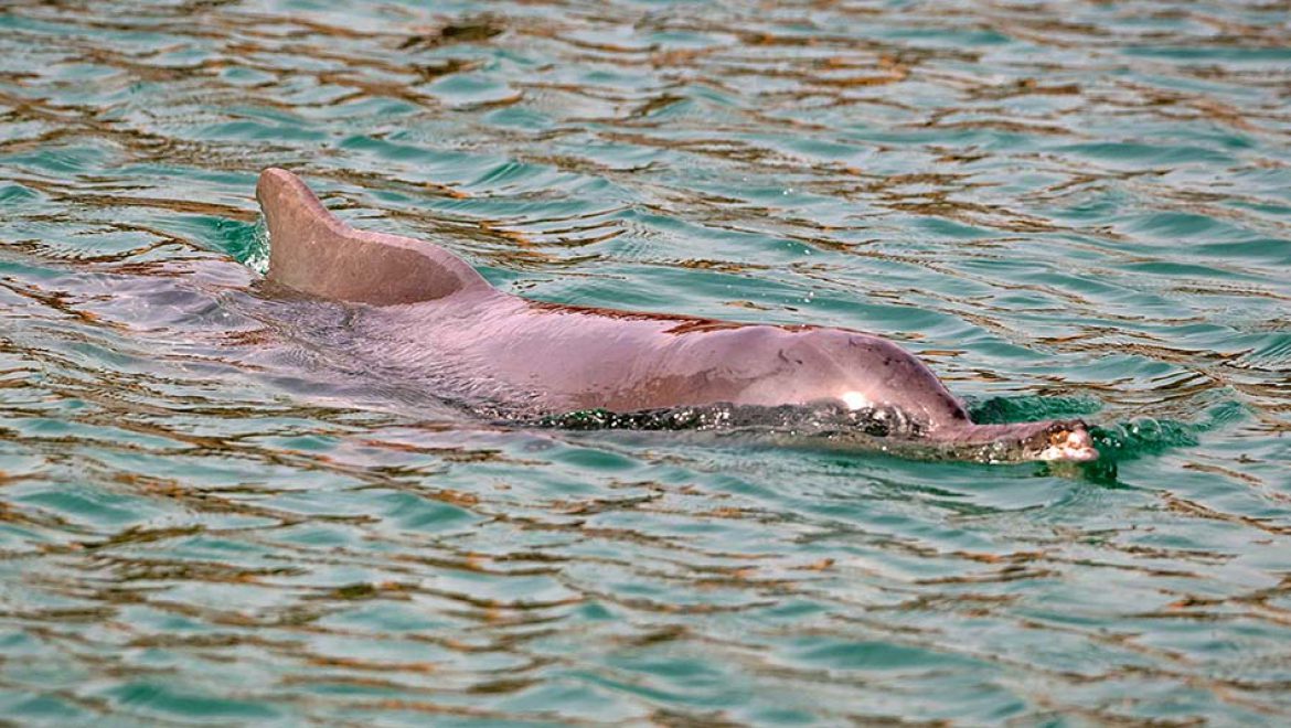 דולפינה מהמין דולפין מגובנן נראתה בחוף הצפוני בלגונת השלום