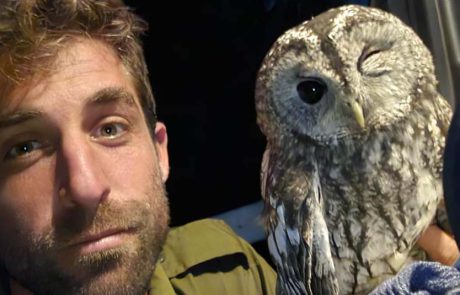 לילית שנפגעה בלילה מטופלת בבית החולים לחיות בר שבספארי ברמת גן