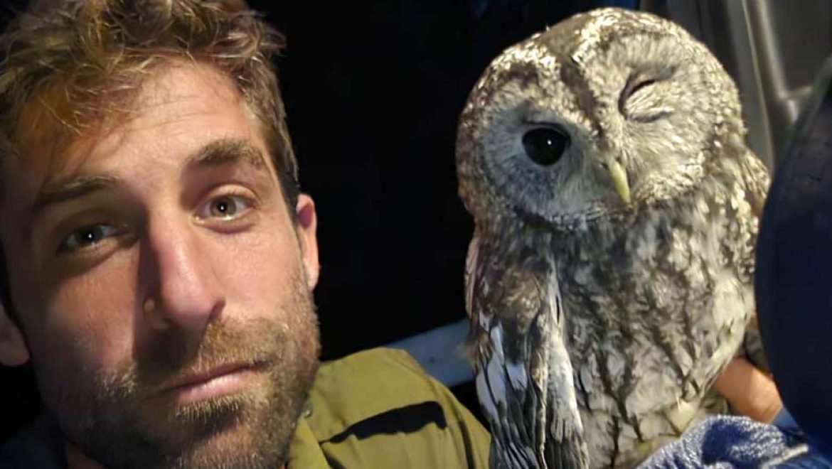 לילית שנפגעה בלילה מטופלת בבית החולים לחיות בר שבספארי ברמת גן