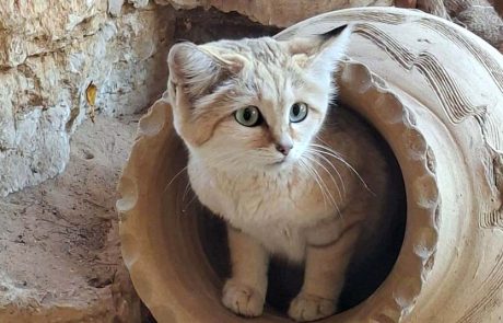 דיירת חדשה וחמודה הגיעה לספארי ר”ג