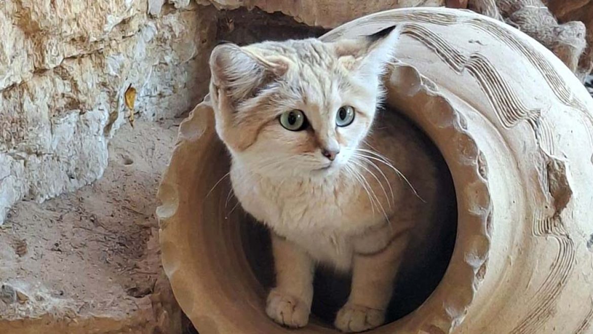 דיירת חדשה וחמודה הגיעה לספארי ר”ג