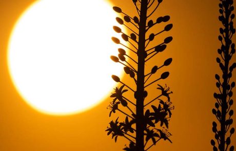המשפחות מטיילות בגולן בעקבות החצבים