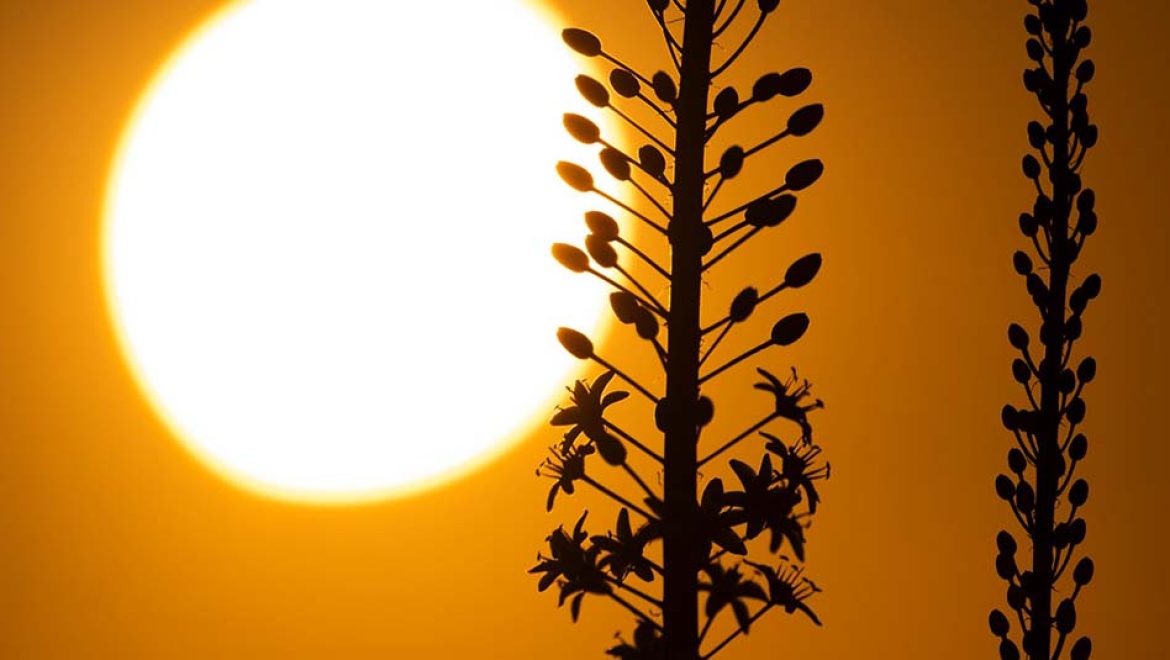 המשפחות מטיילות בגולן בעקבות החצבים