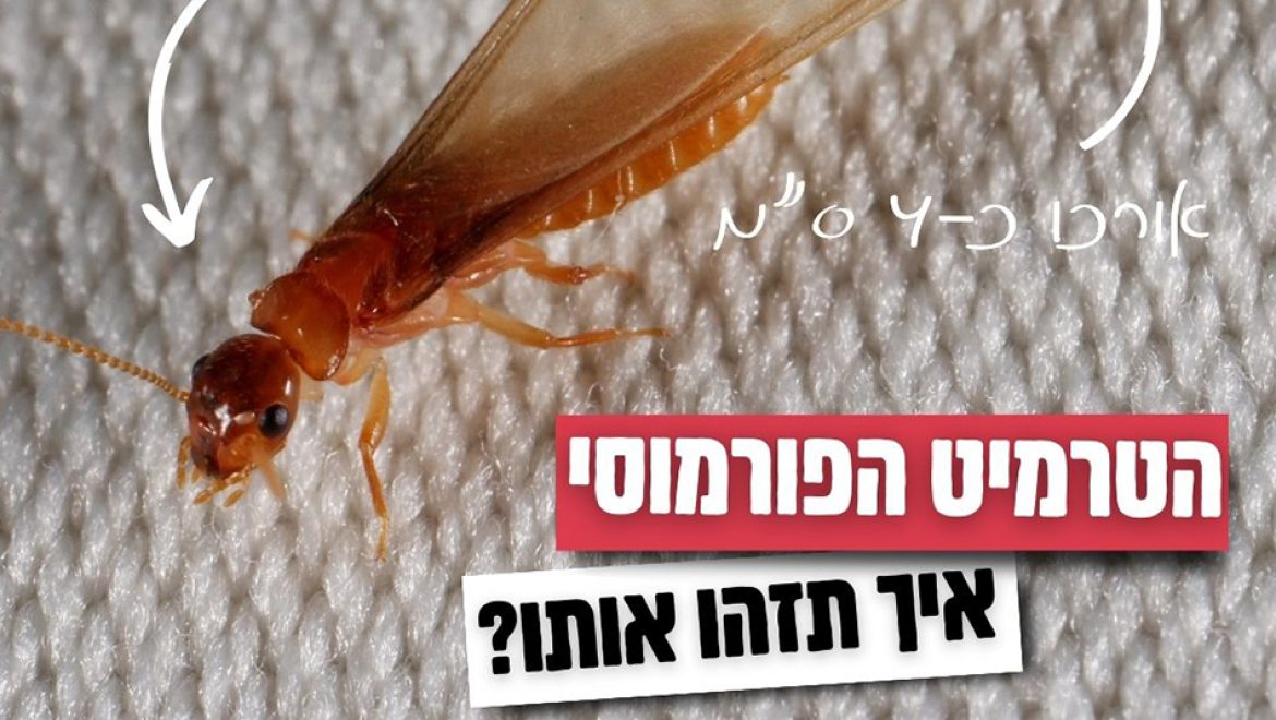 נא להכיר: החלו מעופי הכלולות של הטרמיט הפורמוסי בפ”ת וסביבותיה