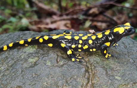 הסלמנדרה המצויה הגיעה לביקור בשמורת הבניאס