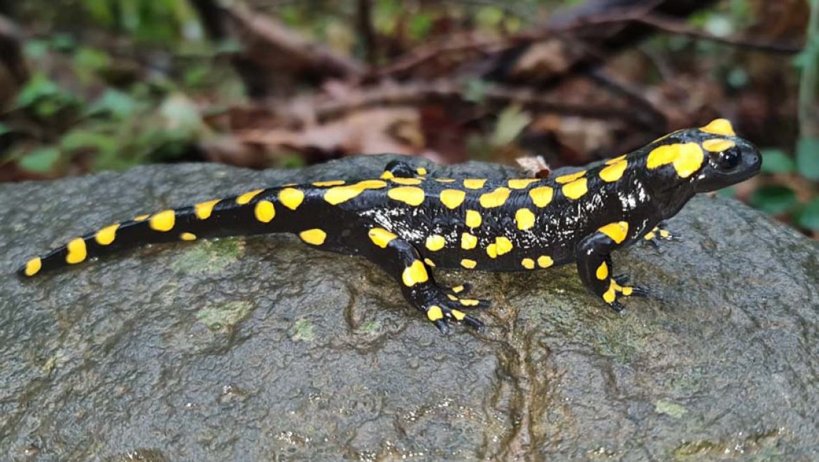 הסלמנדרה המצויה הגיעה לביקור בשמורת הבניאס