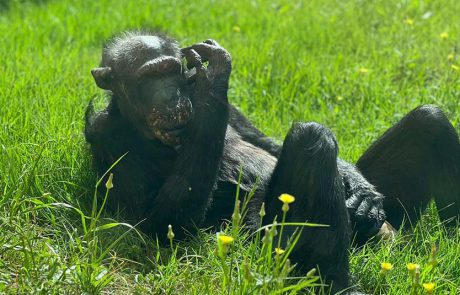 נפרדים משושי: השימפנזה המבוגרת ביותר בספארי מתה מוקפת אהבה
