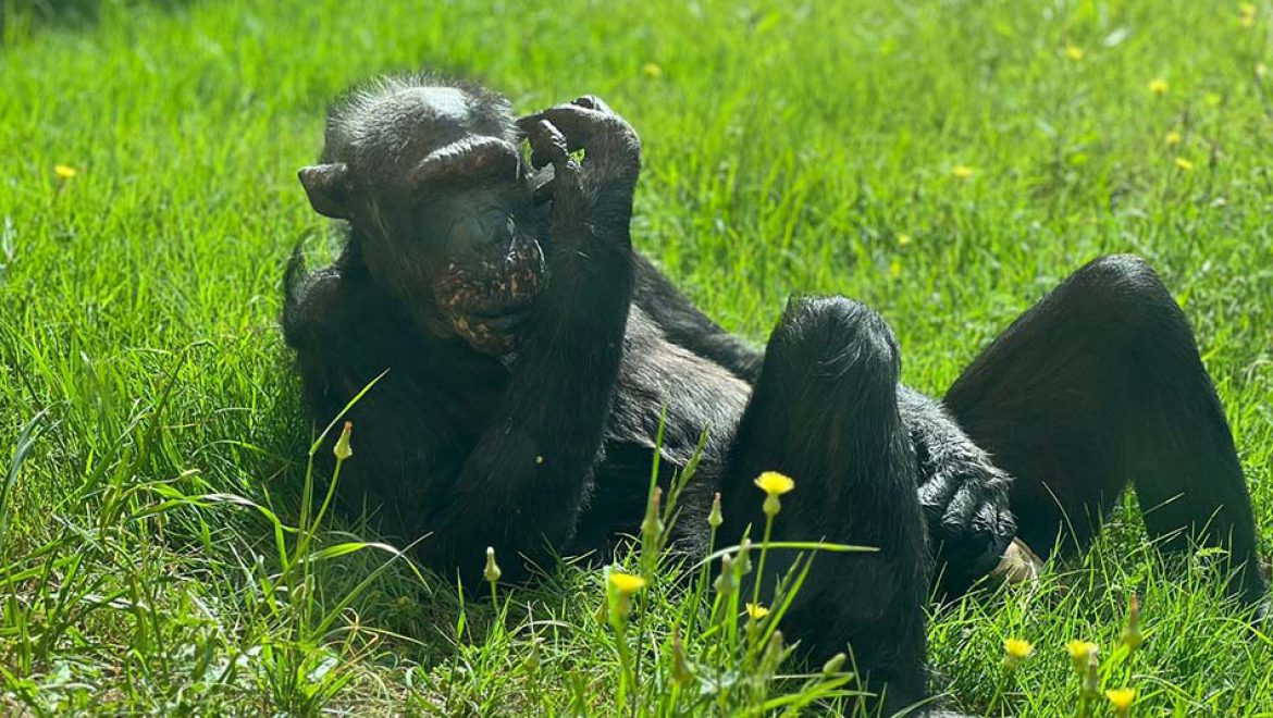 נפרדים משושי: השימפנזה המבוגרת ביותר בספארי מתה מוקפת אהבה