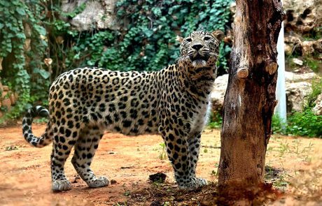 אפרין ואלדין, נמרים פרסיים נדירים, הגיעו מצ’כיה לגן החיות התנ”כי