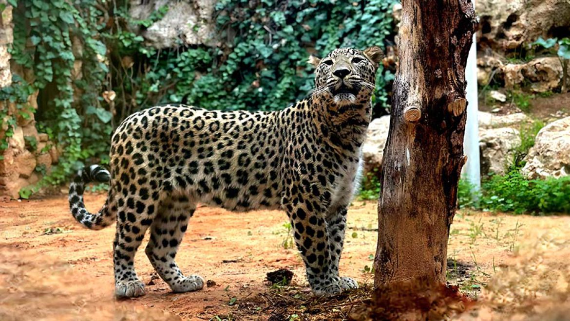 אפרין ואלדין, נמרים פרסיים נדירים, הגיעו מצ’כיה לגן החיות התנ”כי