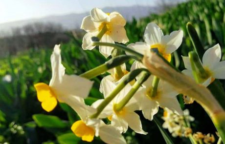 אל פריחת הנרקיסים בשמורת ‘אירוס הביצות נוב’