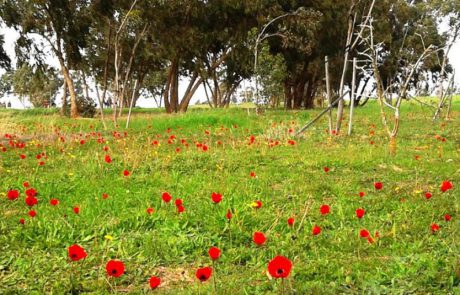 קק”ל מזמינה את המשפחות לטיולי פריחות