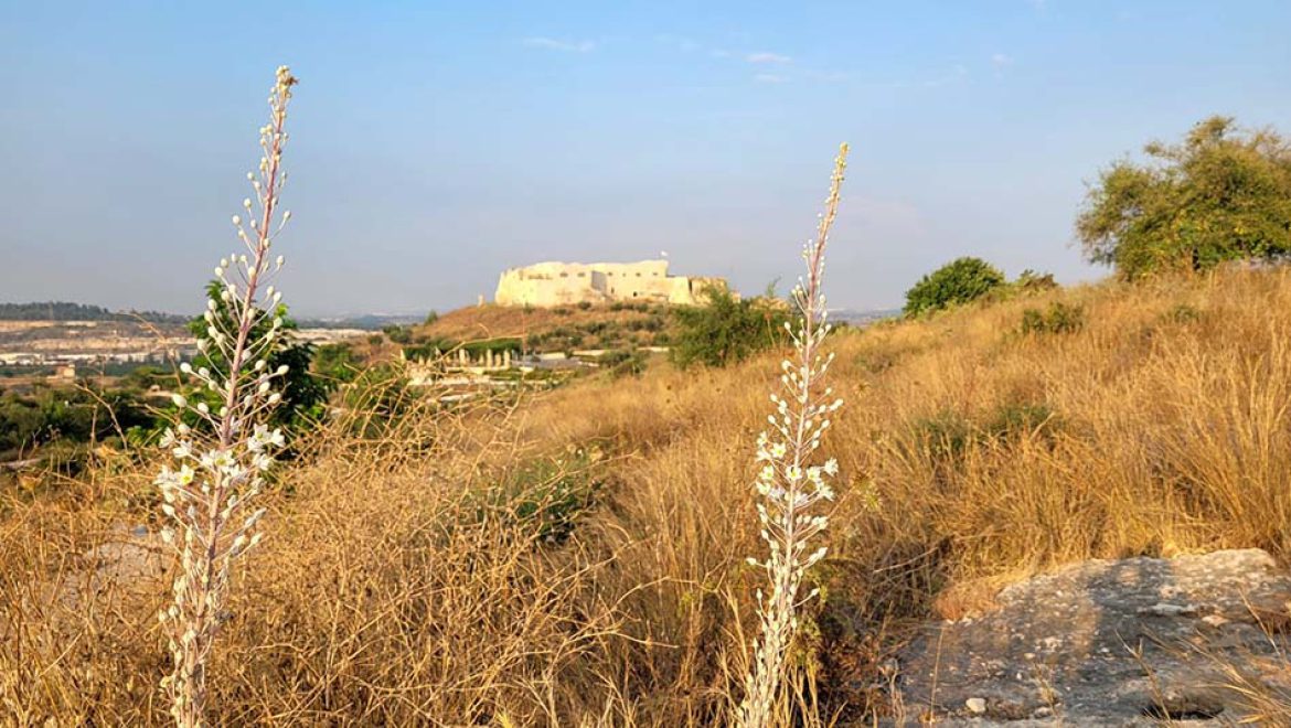 הקדימו לפרוח: חצבים ראשונים כבר בסוף יוני