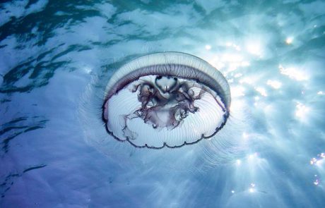 מדוזה בחורף: ירחית ארבע-קשתות, יפה וידידותית להפליא