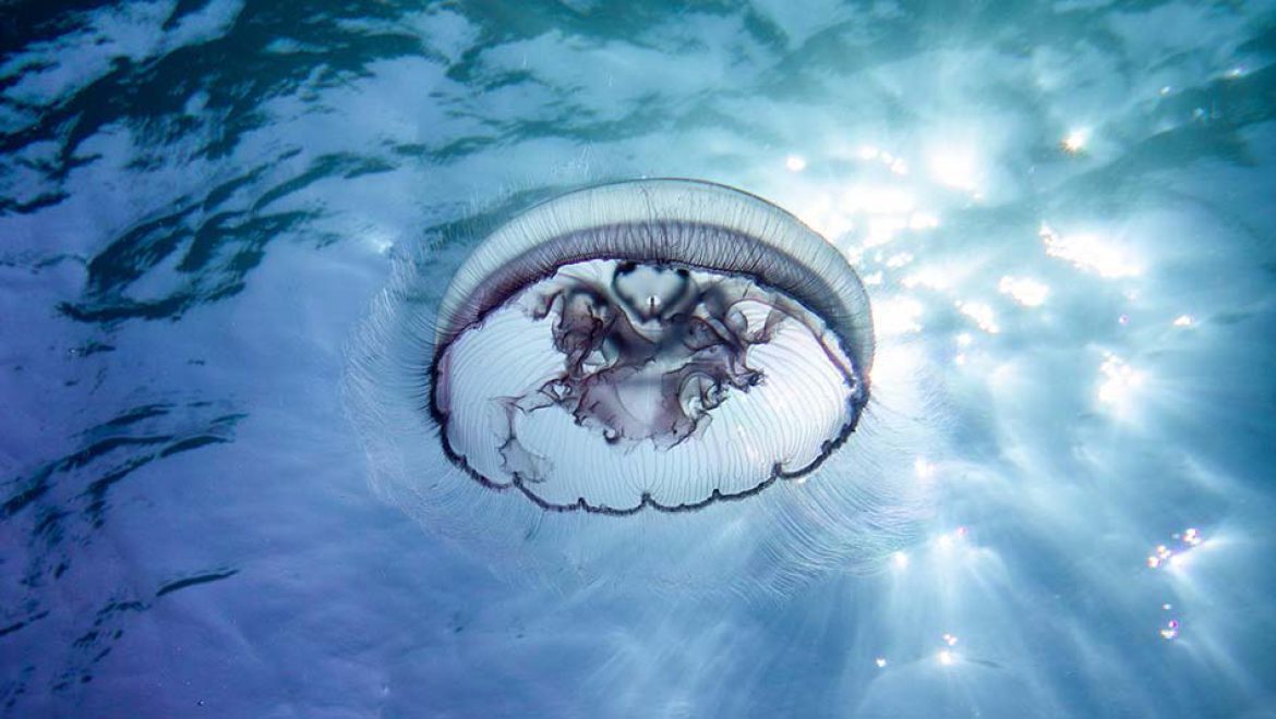 מדוזה בחורף: ירחית ארבע-קשתות, יפה וידידותית להפליא