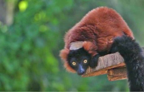 לאן נעלם סאי, קופיף מסוג למור צווארון אדום?