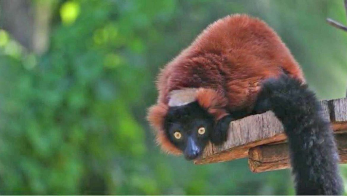 לאן נעלם סאי, קופיף מסוג למור צווארון אדום?