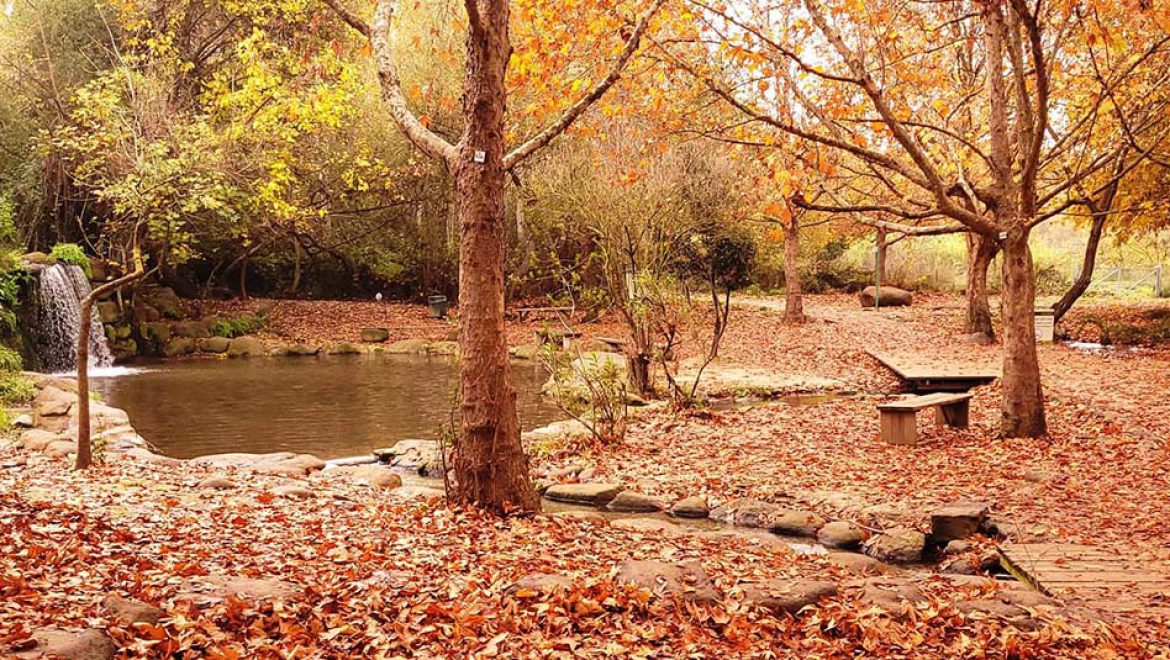 שַׁלֶּכֶת: טיולים משפחתים בתוך היופי האדום-כתום-חום