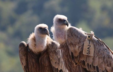 נאבקים על כולם: רט”ג מציינת את חודש הנשרים