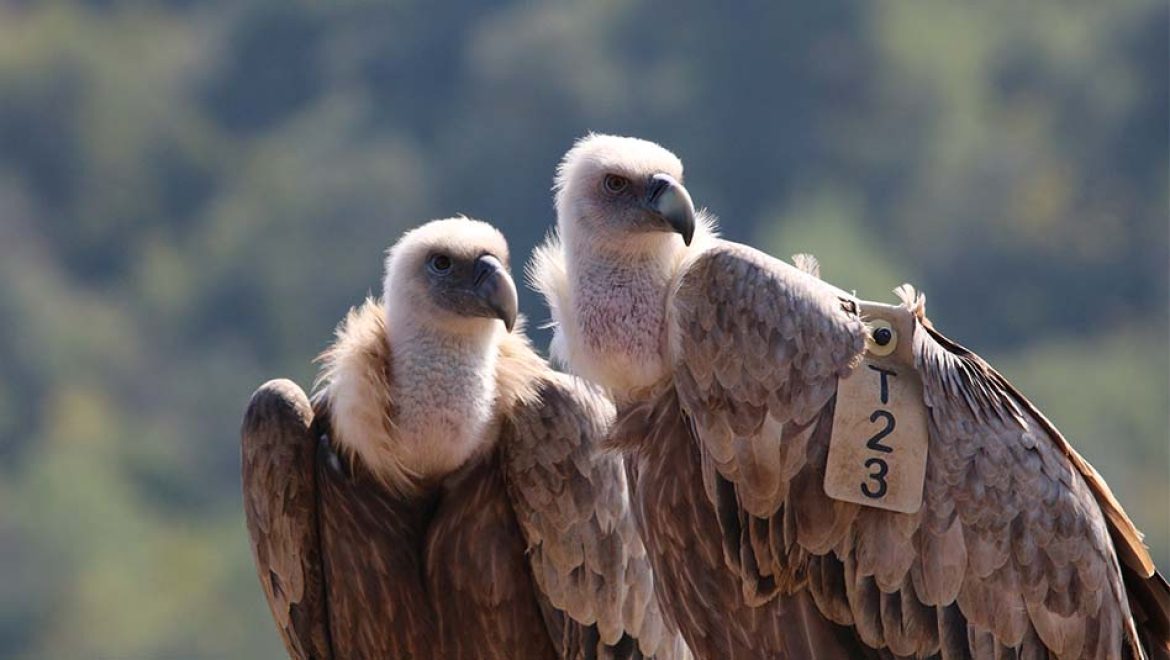 נאבקים על כולם: רט”ג מציינת את חודש הנשרים