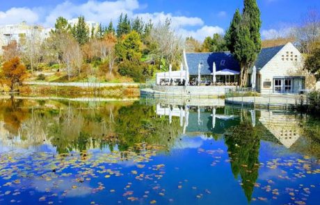 לכבוד ט”ו בשבט: החיים הסודיים של העצים