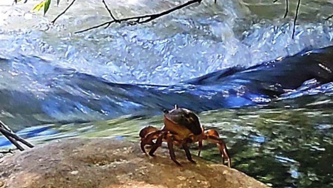 סרטני נחלים משתובבים בנחל שניר