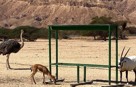 בשמורת הטבע חי בר יוטבתה, מחכים לכם בעלי החיים וגם פעילות לילדים