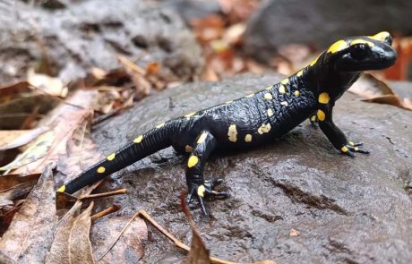 הגשם הגיע ואיתו הסלמנדרה שהופיעה לראשונה בשמורת תל דן