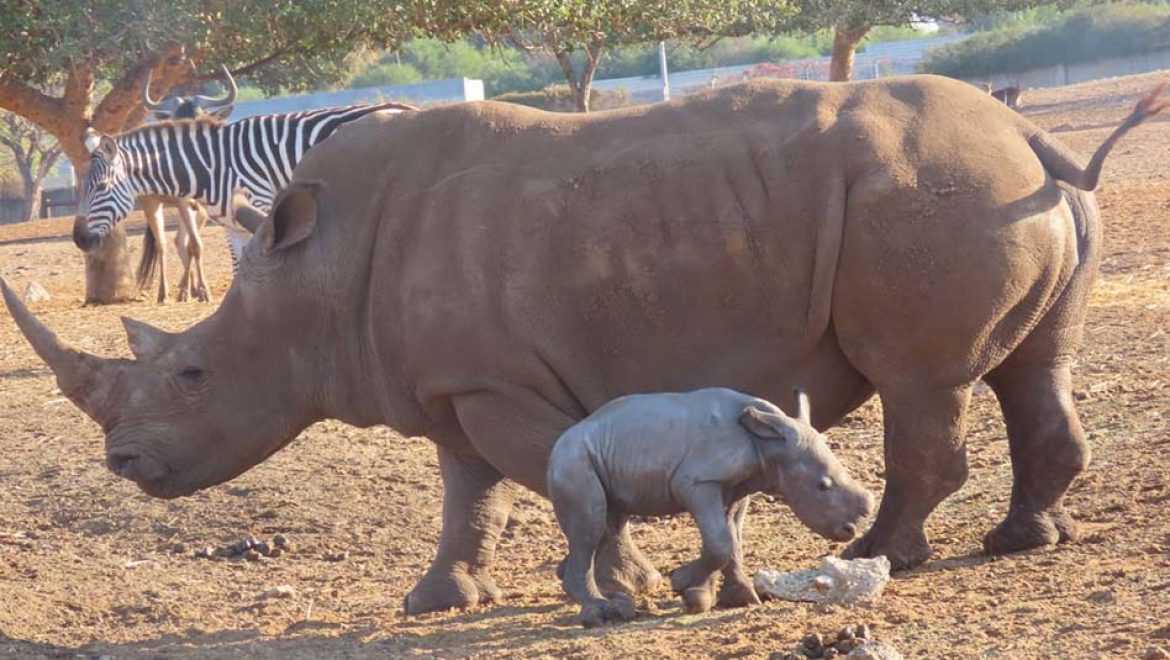 קרנפון בא לעולם: ברוך הבא רעי