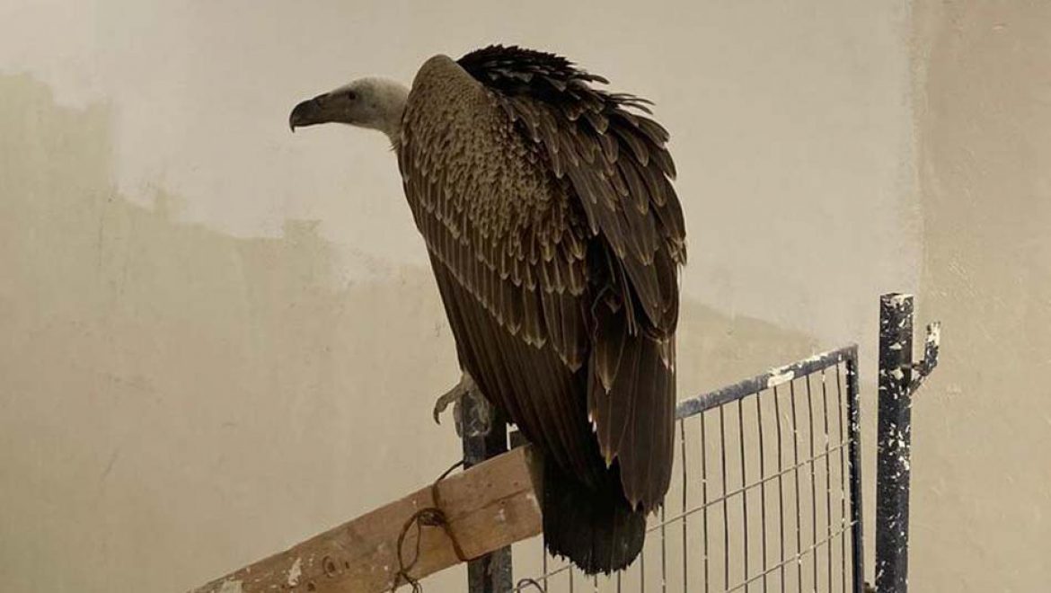 נשר דרומי נצפה בת”א: תצפית נדירה, סיפור מרגש עם סוף עצוב
