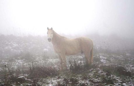 שלג על עירי, נח כמו טלית. מארצות החום, מה הבאת לי?