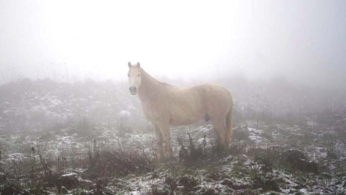 שלג על עירי, נח כמו טלית. מארצות החום, מה הבאת לי?