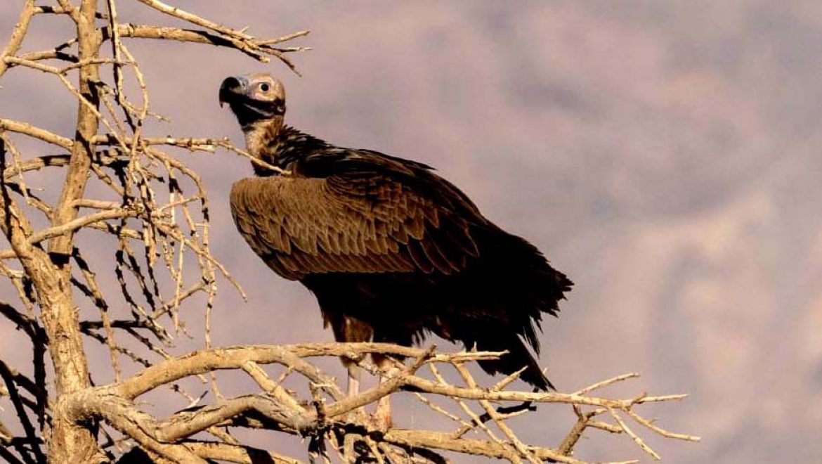 עזניית נגב נצפתה אחרי שנים, בשמורת טבע חי בר יוטבתה