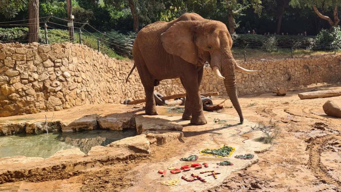 הפיל הגדול ביותר בגני חיות בכל העולם חוגג יומולדת 49