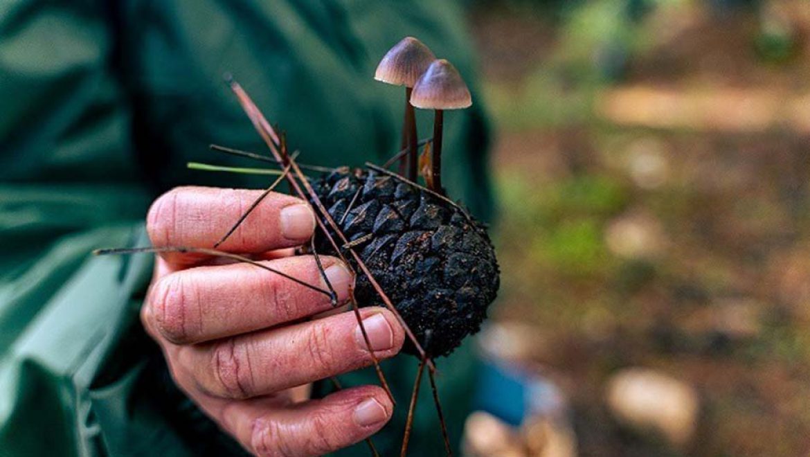 טיול משפחתי: מגלים את עולם הפטריות