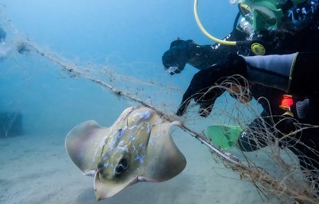 הצילו: מחבטן וסרטנים נלכדו ברשת וניצלו בזכות סיירת החוף