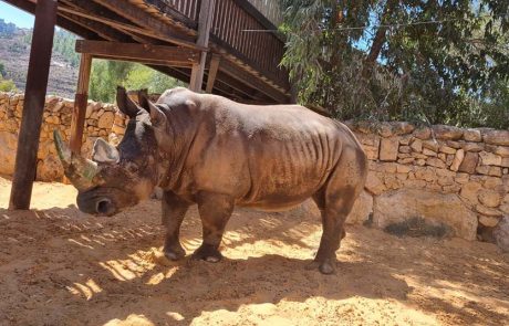 דיירים חדשים בגן החיות התנ”כי בירושלים