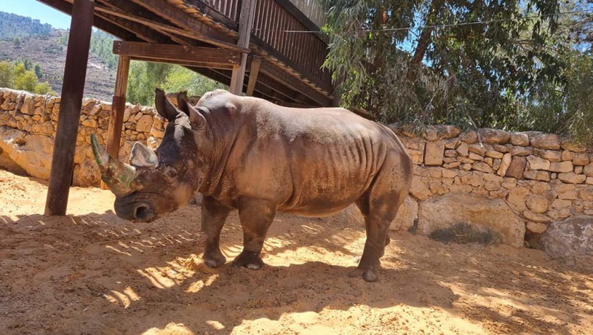 דיירים חדשים בגן החיות התנ”כי בירושלים