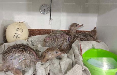 לא טומנים ראש בחול: המאבק לשמירת חיות הבר התנכ”יות